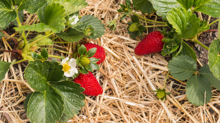 Samsung Galaxy Tab S10 FE