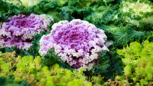 You Should Plant Ornamental Kale in Your Winter Garden