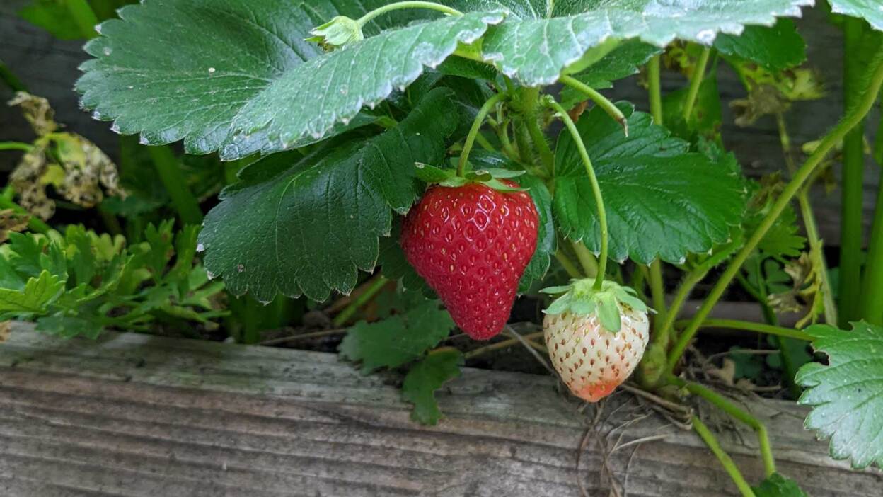 Samsung Galaxy Tab S10 FE