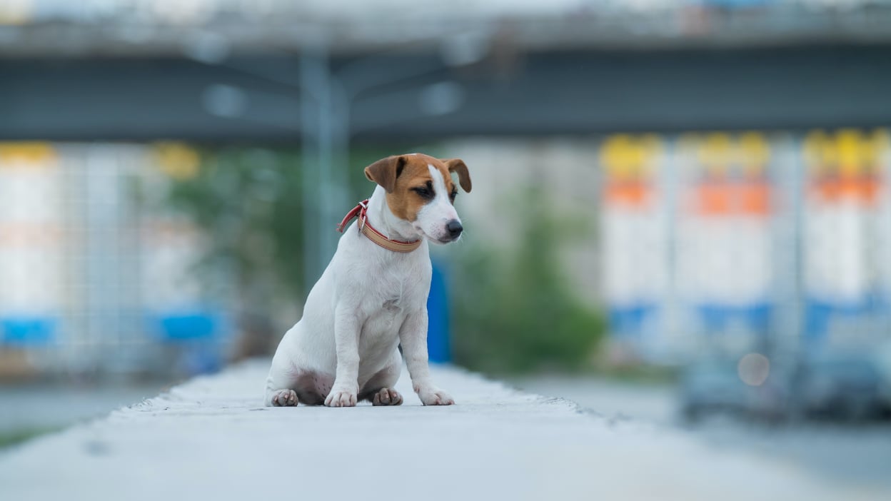 Samsung Galaxy Tab S10 FE