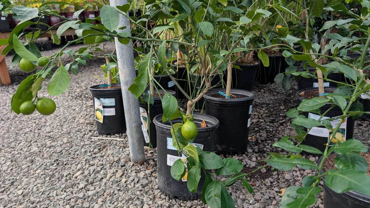 You Can Grow a Mini Fruit Tree on Your Patio