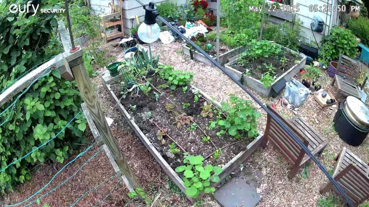 How (and Why) I Use Smart Cameras to Monitor My Garden