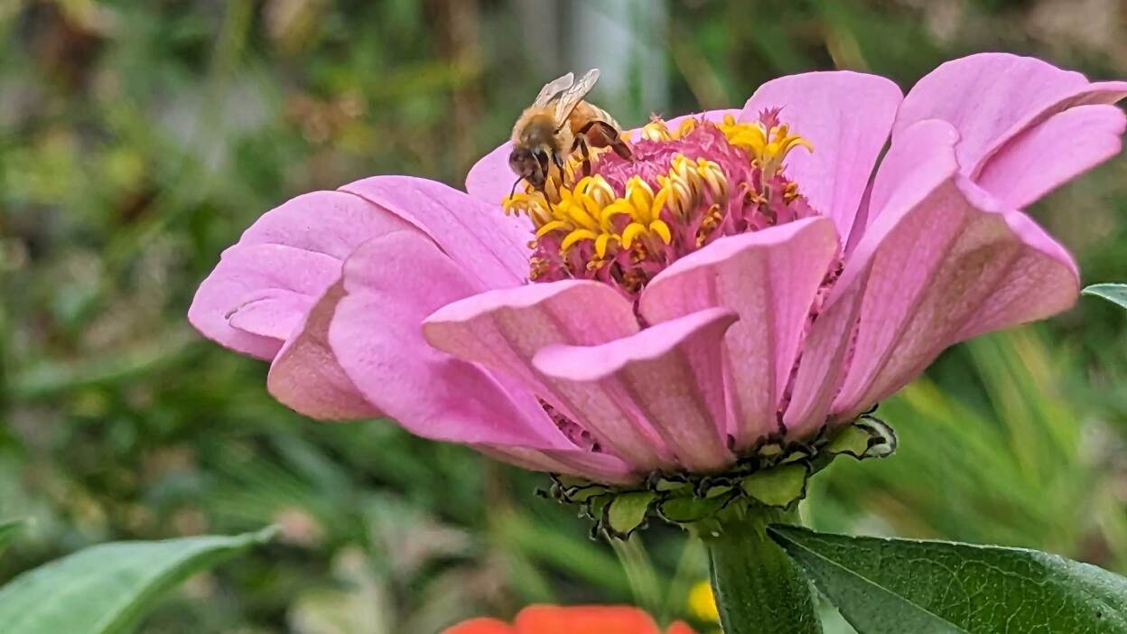 Samsung Galaxy Tab S10 FE