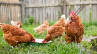 Samsung Galaxy Tab S10 FE