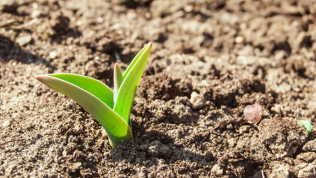 Samsung Galaxy Tab S10 FE