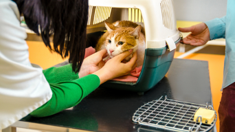 TikTok Awards promo image