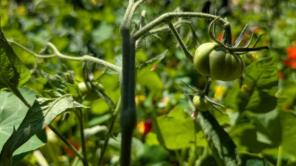 Samsung Galaxy Tab S10 FE