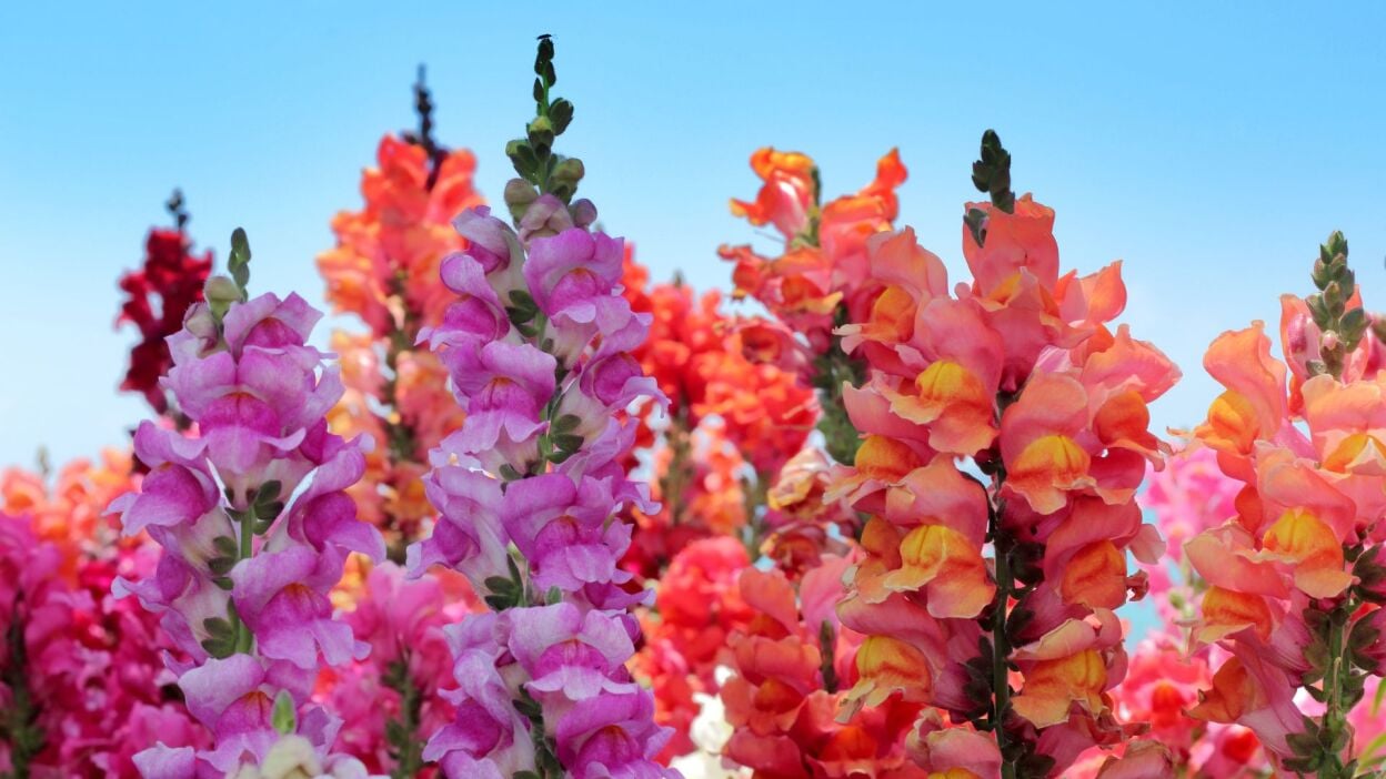 11 Annual Blooms That Can Reseed Themselves