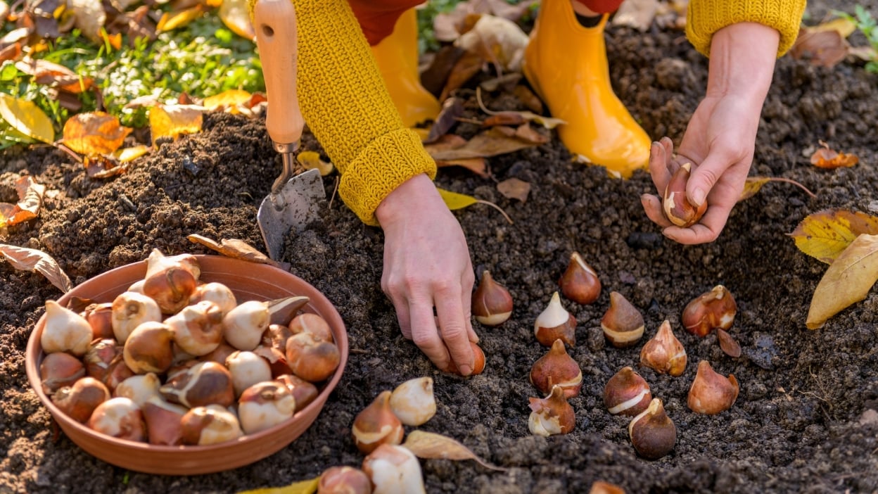 Samsung Galaxy Tab S10 FE