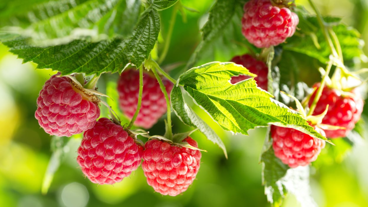 Samsung Galaxy Tab S10 FE